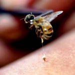 Лечение остеохондроза пчелиным ядом